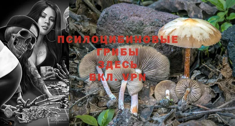 Галлюциногенные грибы Psilocybine cubensis Красавино